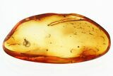 Detailed Fossil Parasitoid Wasp (Scelionidae) in Baltic Amber #328132-1